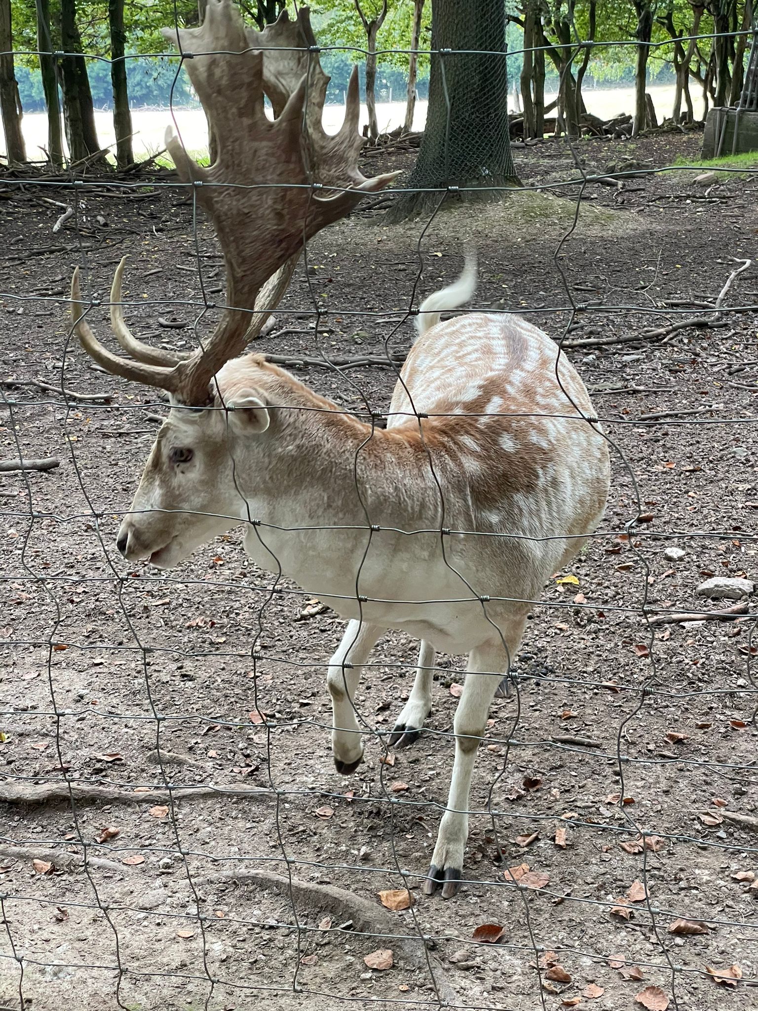 Fasanerie Wiesbaden Dammwild