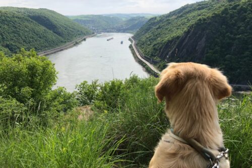 Unsere junge Hündin Arya auf der Loreley-Extratour